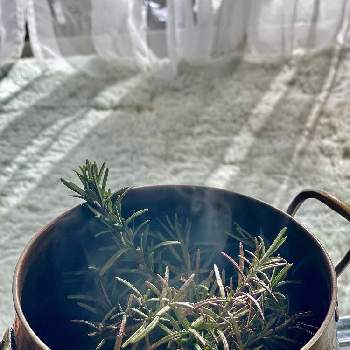 ローズマリー,鉢植え,ハーブの画像