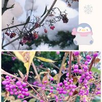 ムラサキシキブ,自然体,東北の冬,雪と植物,庭には＊♡の画像