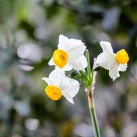 スイセン,日本水仙,日本水仙,球根,お庭の画像
