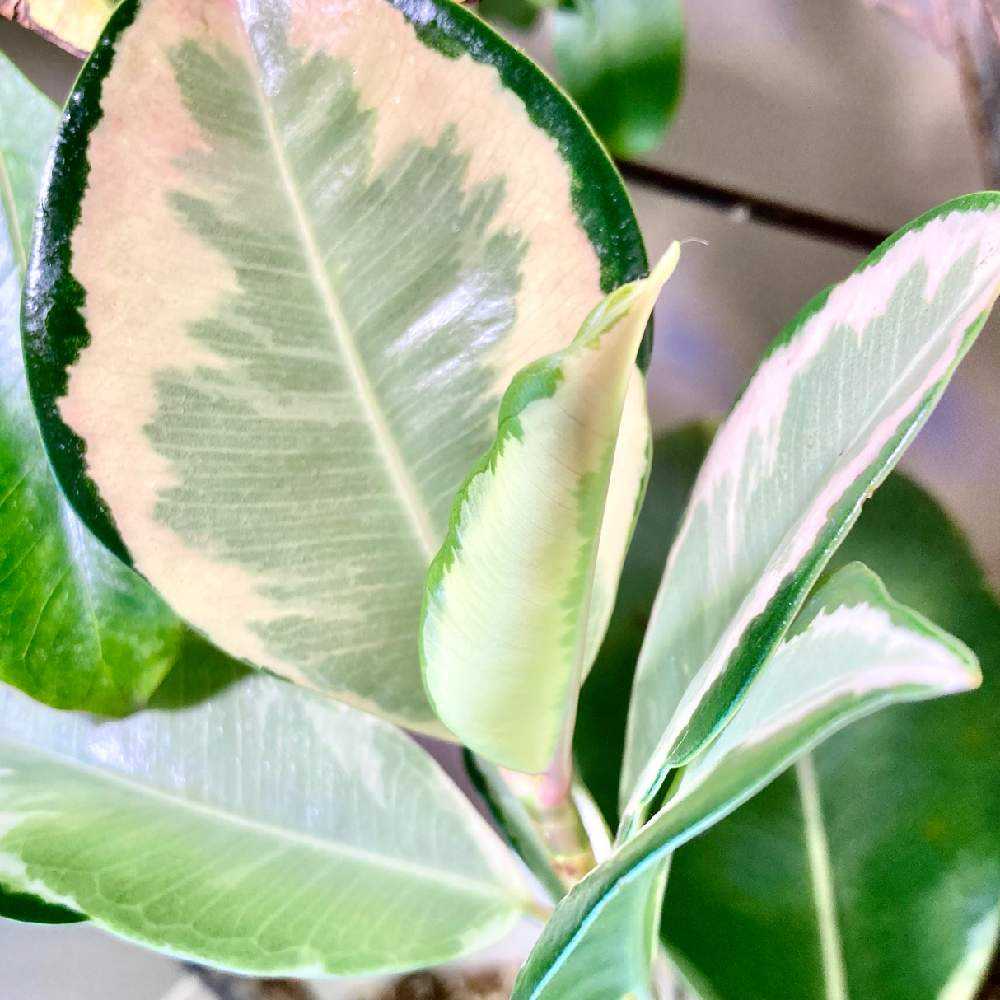 中斑アサヒからドリーミーアサヒへ…｜🍀GreenSnap（グリーンスナップ）