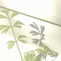 ニゲラ,緑の赤ちゃん,冬の庭✣,葉✣,芽✣の画像