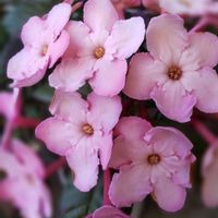 におい桜,ルクリア,ありがとう♡,お気に入り♡,しぞーか勢の画像