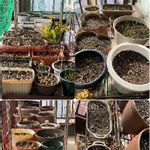 球根ツリガネソウの一覧 Greensnap グリーンスナップ