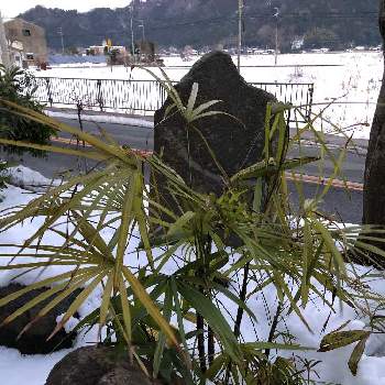 棕櫚竹(シュロチク),チャメドレア･ラディカリス,瀕死状態,屋外,大雪の画像