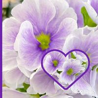 プリムラオブコニカ,寒いね〜,だいすき,薄紫色の花,チーム・ブルーNo.148の画像