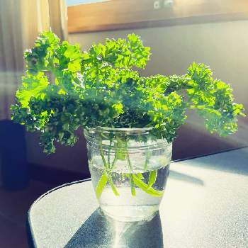 パセリ 苗 プラ 長鉢6号 説明 Www Fusoforte Com Br