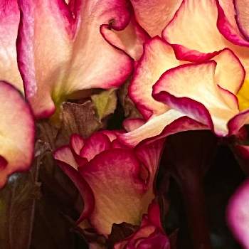 ジュリアンシルキー,寄せ植え,癒し,可愛い花,ジュリアンかわいいの画像