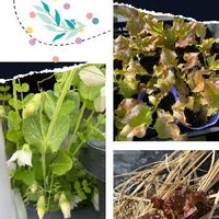 スナップエンドウの花,サニーレタス,コラージュ仲間達,家庭菜園,無農薬❤家庭菜園の画像