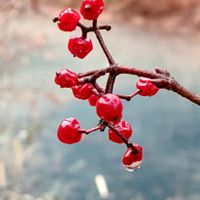 ウメモドキ,赤い実,しずく,雨の雫,モチノキ科の画像