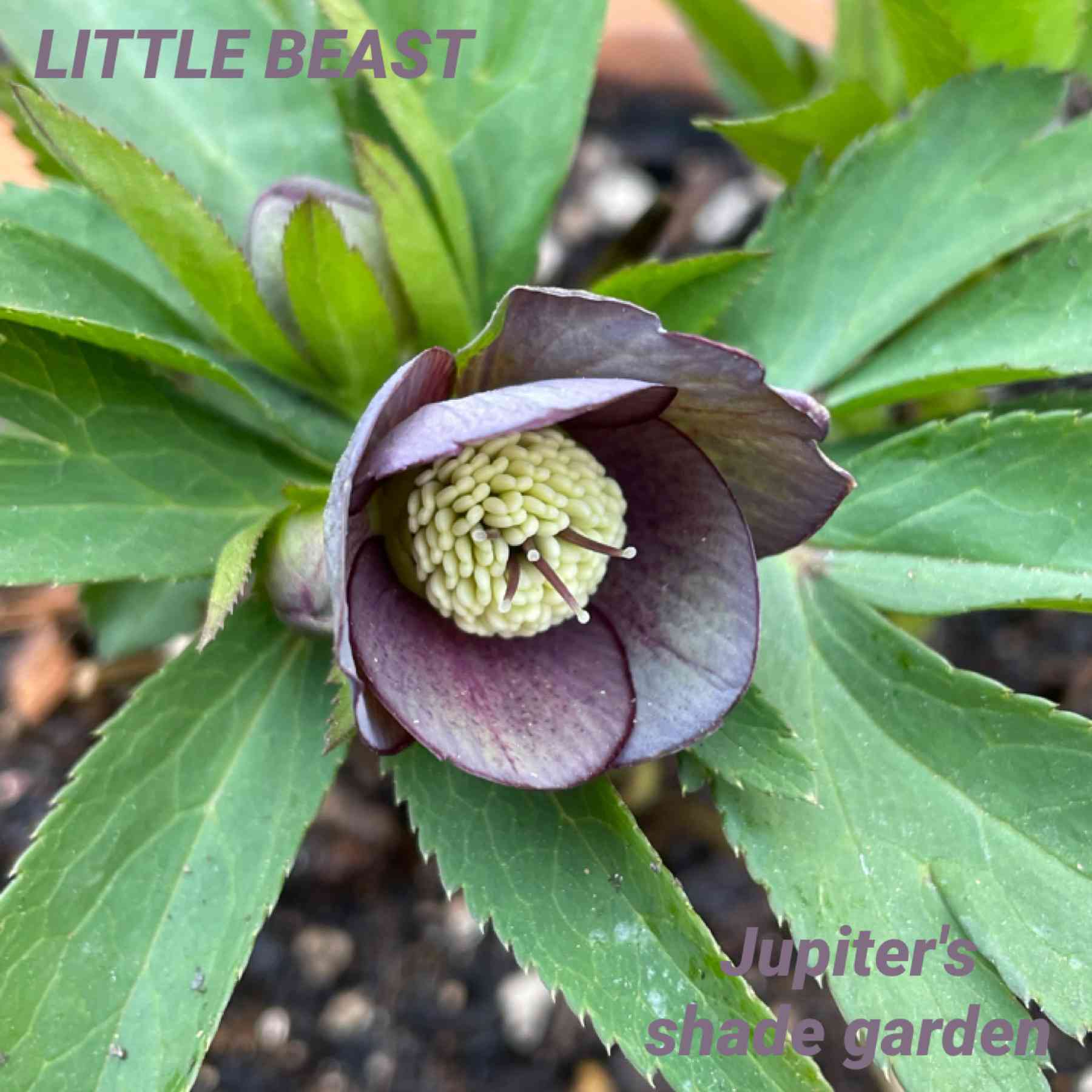 【little beast】クリスマスローズ　デュメトルム系株分け クリロー2025～part7～高橋育苗～ - Katze im Garten ～わたなべ