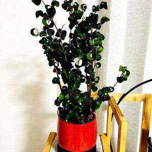 ベンジャミン・バロック,フィカス・ベンジャミン・バロック,鉢植え,今日の花,クルクル葉っぱの画像