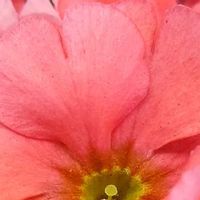 プリムラ・オブコニカ,光輝く花,赤朱紅,蕊蕊蕊,刹那さの画像