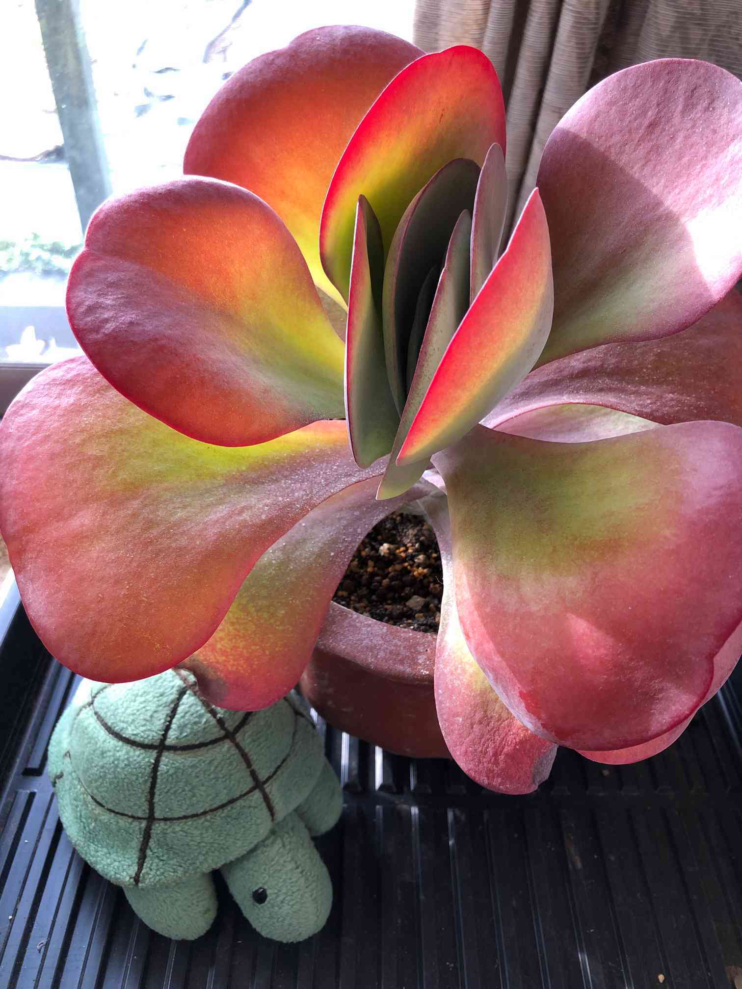 唐印 デザートローズ 仕立て直し｜🍀GreenSnap（グリーンスナップ）