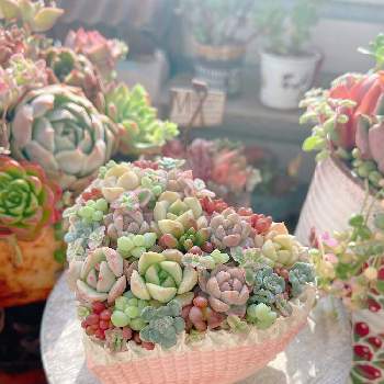 panpantanikuさん鉢,ベランダ多肉,多肉植物寄せ植え,花の15年組,ベランダガーデンの画像