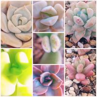 春萌,熊童子,エレガンス,ニクサーナ,メラコの画像