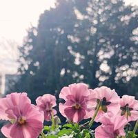 ビオラ,フリル,可愛いお花,癒し,おうち園芸の画像