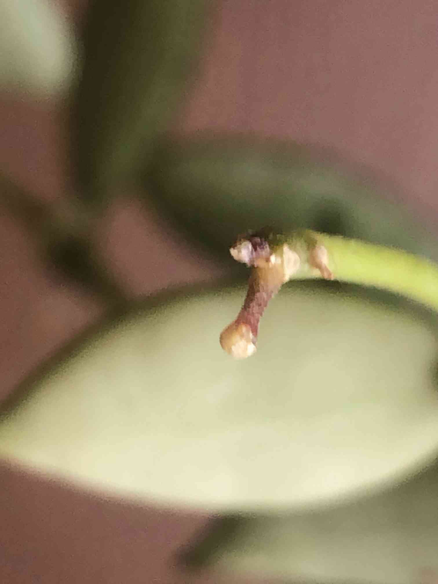 ホヤ・ラクノーサの花芽から花座へ｜🍀GreenSnap（グリーンスナップ）