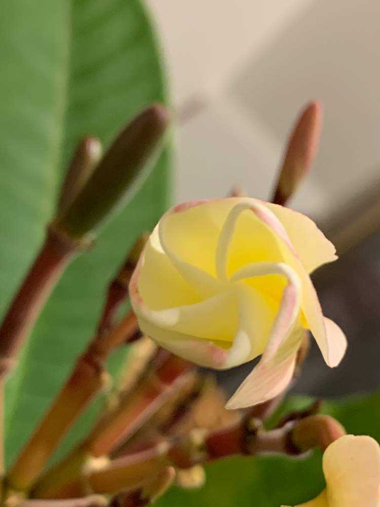 プルメリアの種を収穫したい！！！｜🍀GreenSnap（グリーンスナップ）