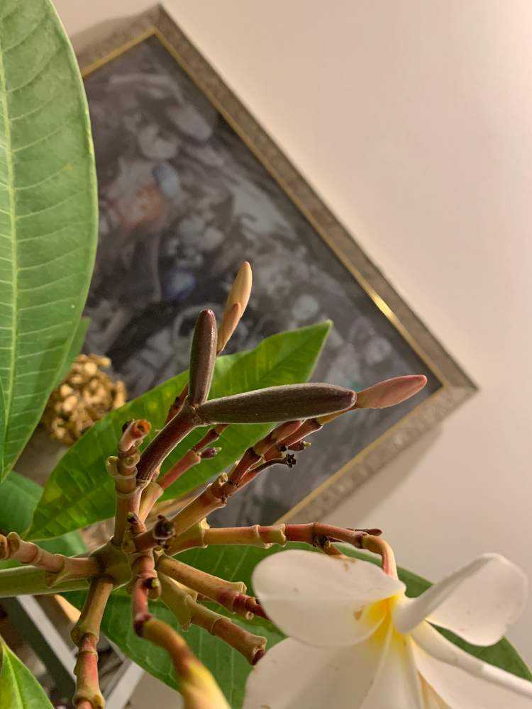 プルメリアの種を収穫したい！！！｜🍀GreenSnap（グリーンスナップ）