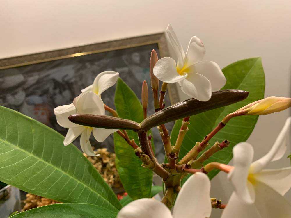 プルメリアの種を収穫したい！！！｜🍀GreenSnap（グリーンスナップ）