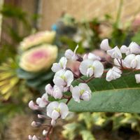 ハーデンベルギア,葉牡丹,ビオラ ラビット,ハーデンベルギア（小町藤）,小さな幸せ♡の画像