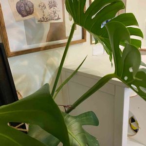 モンステラ,モンステラ デリシオーサ,観葉植物,鉢植え,ガーデニングの画像