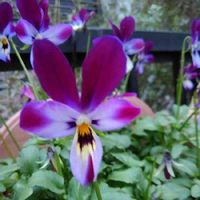 ラビット咲きビオラバニーイヤー,沢山のお花,季節を楽しむ,ビオラバニーイヤー,赤紫色のお花の画像