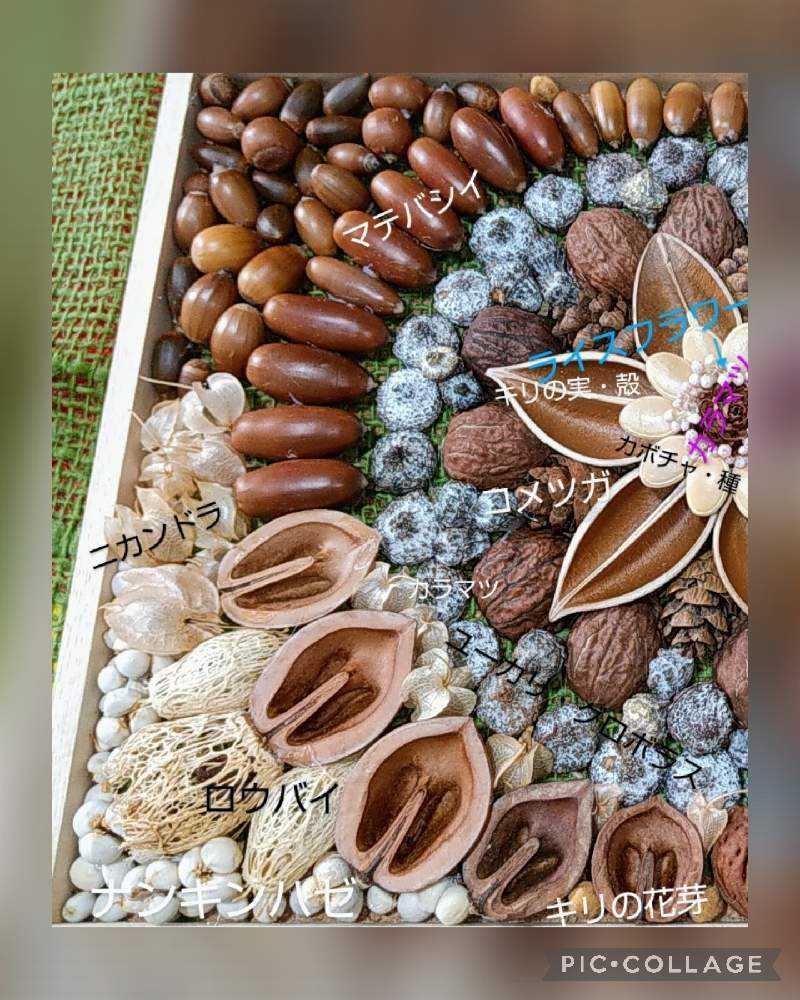 木の実のツリー】【木の実のまとめ】｜🍀GreenSnap（グリーン