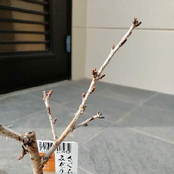 五葉松,盆栽の画像