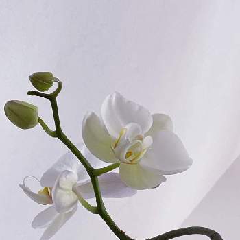 胡蝶蘭,花芽,お花のある暮らし,白花好き,板付ランの画像