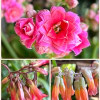 カランコエ・エンゼルランプ,八重咲きカランコエ,温室,鮮やか ,ピンクの花の画像