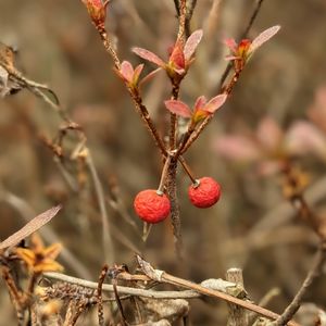 公園,散歩,赤い実,植栽,スマホで撮影♪の画像