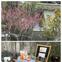 ミカン,紅梅,他所のお宅の庭,小山田散歩,無人販売（犬猫オヤツ）の画像