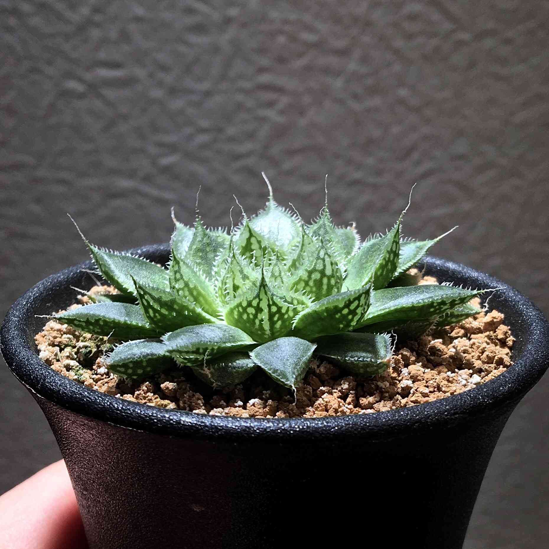 ハオルチア グロボシフローラの一覧｜🍀GreenSnap（グリーンスナップ）