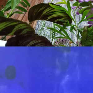 グレビレア,カラテア,エピデンドラム,パイレーツ・オブ・カリビアン,観葉植物の画像