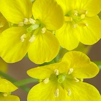 菜の花,ハクサイ,花壇,ガーデニング,野菜の花の画像