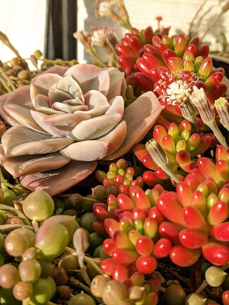残りわずか】 ルエラ 抜き苗 2826 多肉植物 vrfilms.in