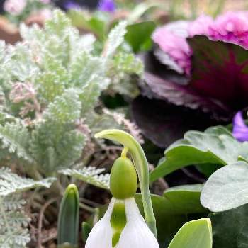スノードロップ＊,おしゃれな土曜日♪,寄せ植え,癒し,春の訪れの画像