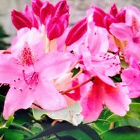 0 7cfrfadhopwm 0 7cfrfadhopwm