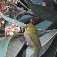 ビワ,野鳥,メジロ,可愛い花,ウォーキング中の画像