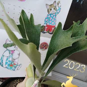 コウモリラン,ビカクシダ,着生植物,インテリアグリーン,植中毒の画像
