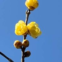 ロウバイ,黄色い花の画像