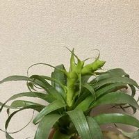 チランジア サマンサ,観葉植物,着生植物,エアープランツ/チランジアの画像