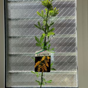 ミモザアカシア,ミモサアカシア,鉢植え,2023年苗,窓辺の画像