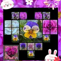 アネモネ,サクラソウ,シクラメン,プリムラ,パンジーの画像