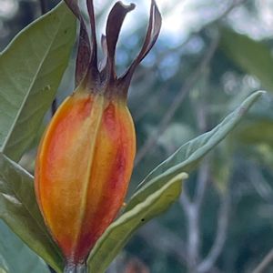 クチナシ,庭木,山野草,花木,樹木の画像