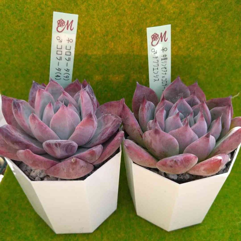 miyaさん苗 リンゼアナ（2）自家 札つき エケベリア・セダム 