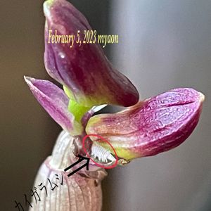 デンドロビウム ビクトリア レギネ,洋ラン,綺麗な色♡,orchid,カイガラムシ駆除の画像