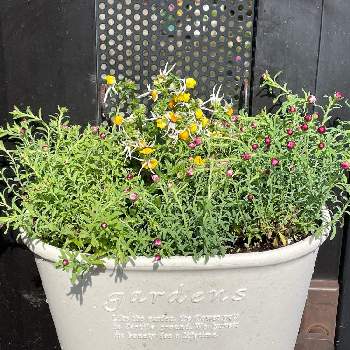 ネメシアマスカレード,花かんざし,寄せ植え,植木鉢,花のある暮らしの画像