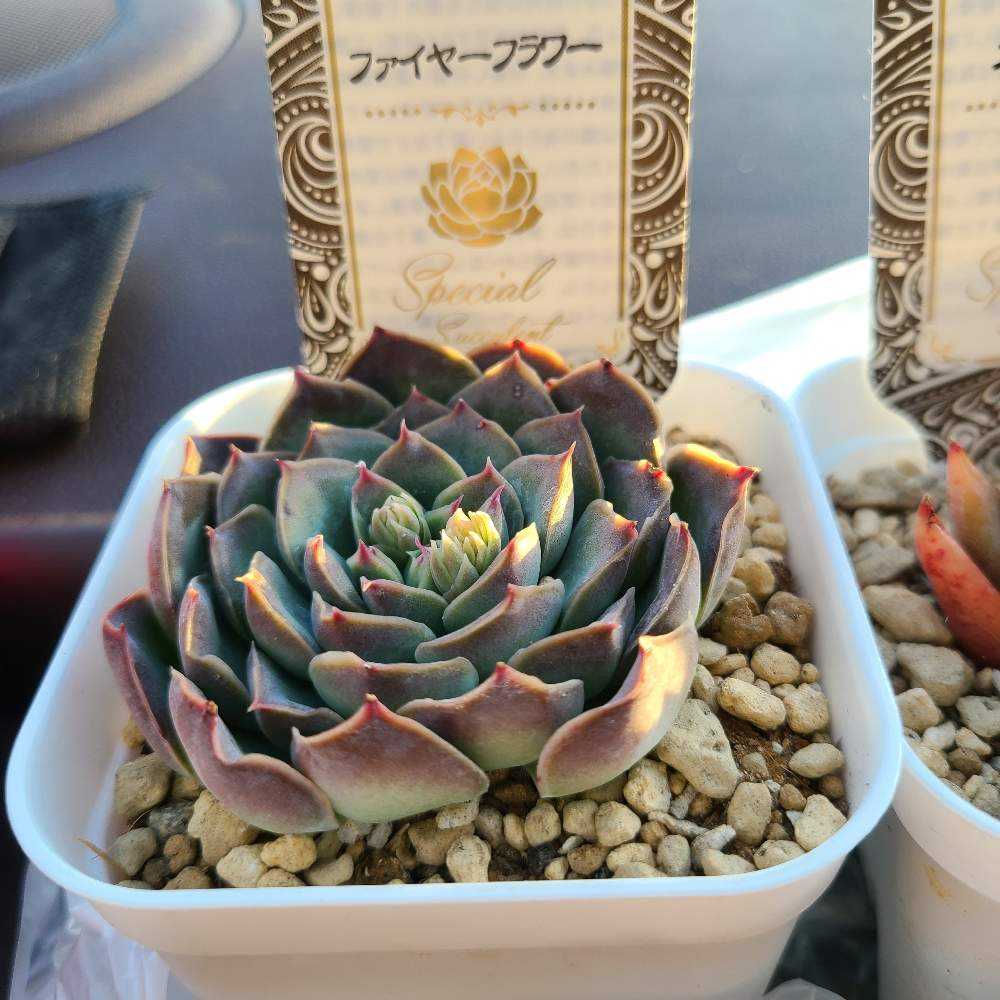 ファイヤーフラワーの成長記録🔥🌺｜🍀GreenSnap（グリーンスナップ）